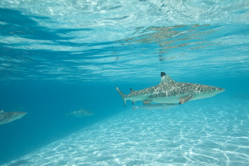 Акула в прозрачной воде полинезийских островов Shark swimming in transparent water