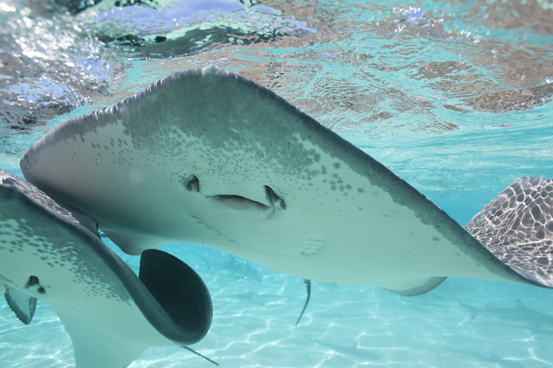 Дружелюбные скаты на острове Муреа Moorea raies